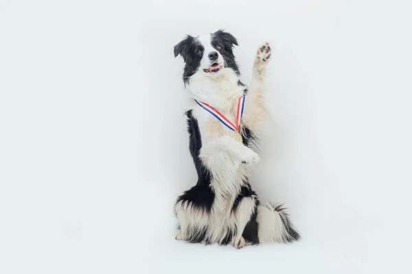 白い背景に隔離された勝者またはチャンピオン金トロフィーメダルを身に着けている子犬犬の国境コリー 勝者チャンピオン面白い犬 競争の勝利の最初の場所 勝利または成功の概念 — ストック写真