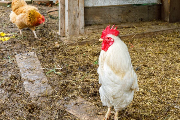 牧場を背景に庭で自由に放牧有機動物農場で無料の範囲の鶏 自然生態農場で鶏の放牧編 現代の動物家畜や生態農業 動物権の概念 — ストック写真
