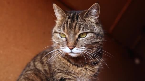 Divertido retrato arrogante de pelo corto doméstico gato tabby posando sobre fondo marrón oscuro. Pequeño gatito jugando descansando en casa interior. Cuidado de mascotas y concepto de vida animal. — Vídeos de Stock