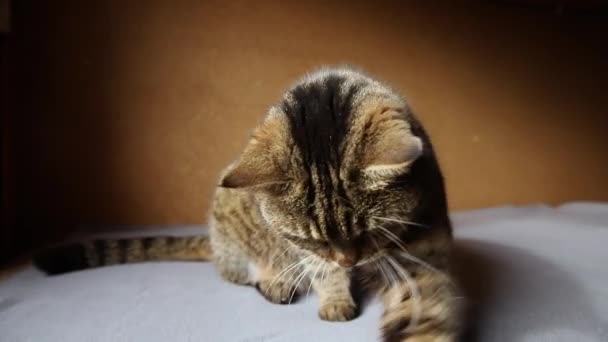 Roligt porträtt arrogant kort hår inhemska tabby katt poserar på mörkbrun bakgrund. Liten kattunge leker vila hemma inomhus. Djurskötsel och djurliv. — Stockvideo