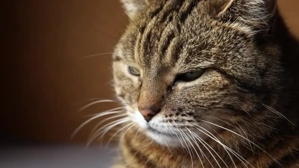 Zabawny portret arogancki krótkowłosy kotek domowy pozujący na ciemnobrązowym tle. Mały kotek bawiący się w odpoczywanie w domu. Koncepcja opieki nad zwierzętami i życia zwierząt. — Wideo stockowe