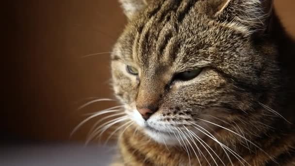 Retrato engraçado arrogante de cabelos curtos doméstico tabby gato posando no fundo marrom escuro. Pequeno gatinho brincando descansando em casa interior. Pet cuidado e conceito de vida animal. — Vídeo de Stock