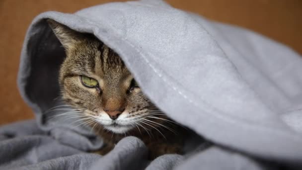 Grappig arrogant huiselijk tabby kat liggend op de bank onder de ruit binnen. Kitten rusten thuis houden warm verbergen onder deken in de koude herfst herfst winterweer. Huisdier dierenleven Hygge stemmingsconcept. — Stockvideo