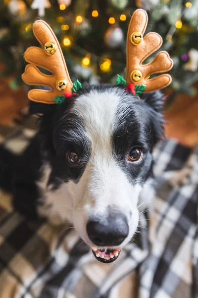 Αστείο Πορτρέτο Του Χαριτωμένου Σκύλου Κουτάβι Σύνορο Collie Φορώντας Χριστουγεννιάτικο — Φωτογραφία Αρχείου