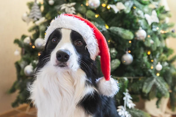 Divertido Retrato Lindo Perro Collie Frontera Con Vestido Navidad Rojo —  Fotos de Stock