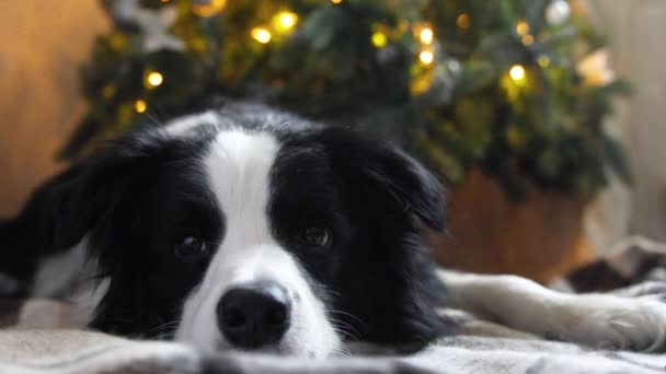 Divertido retrato de lindo perro collie borde del perrito cerca del árbol de Navidad en casa en interiores. Preparación para las vacaciones. Feliz concepto de Feliz Navidad. — Vídeos de Stock