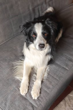 Evdeki kanepede uzanmış komik köpek yavrusu sınır köpeği çobanı. Evcil köpek rahat bir kanepede uyumaya hazır. Hayvan bakımı ve hayvan bakımı kavramı