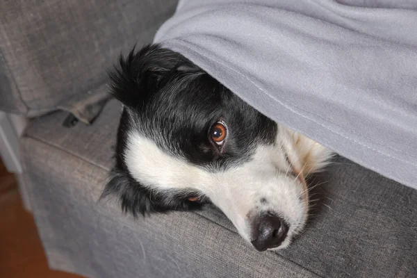Lustige Hundewelpen Border Collie Liegen Auf Der Couch Unter Karierten — Stockfoto