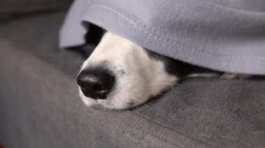 Evdeki ekoseli kanepenin altında yatan komik köpek sınır köpeği çobanı. Köpek burnu ekosenin altından fırlıyor. Yakından. Soğuk sonbahar kış havasında köpek battaniyenin altında saklanıyor.