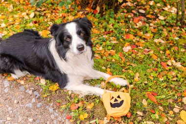 Şeker mi şaka mı konsepti. Komik köpek yavrusu sınır köpeği çoban köpeğinin elinde balkabağı sepeti parkın arka bahçesinde rengarenk yeşillikler arasında yatıyor. Cadılar Bayramı partisi için hazırlık