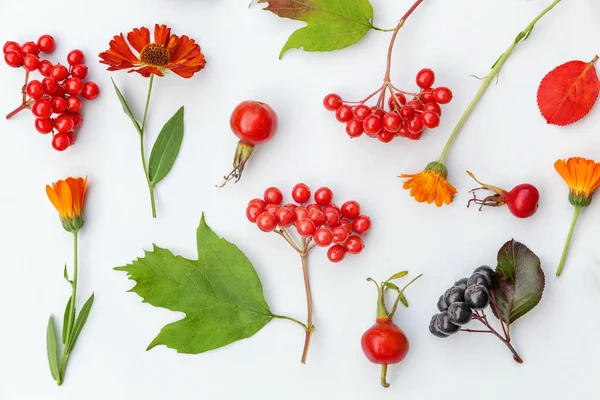 Composition Florale Automne Plantes Viburnum Rowan Baies Dogrose Fleurs Feuilles — Photo