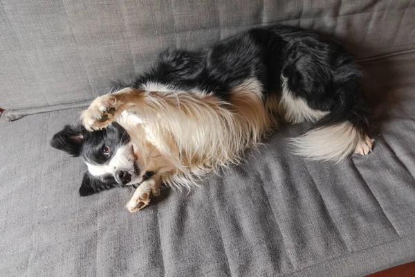 Lustige Süße Hundewelpen Border Collie Liegend Auf Der Couch Hause — Stockfoto