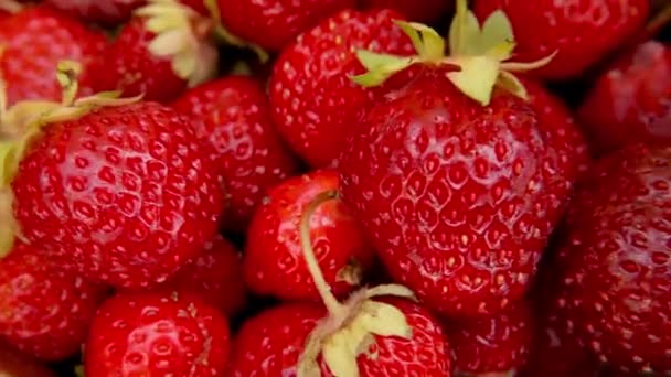 Reife Rote Früchte Erdbeeren Drehen Sich Extremer Nahaufnahme Saisonale Rote — Stockvideo