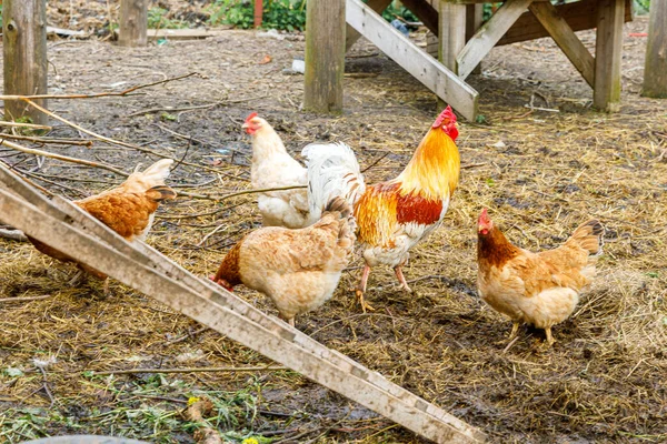 牧場を背景に庭で自由に放牧有機動物農場で無料の範囲の鶏。自然生態農場で鶏の放牧編。現代の動物家畜や生態農業。動物権の概念. — ストック写真