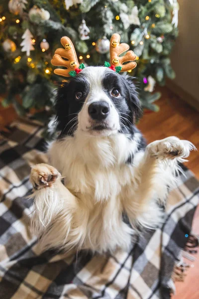 Vtipný portrét roztomilé štěňátko ohraničení kolie na sobě vánoční kostým jelena rohy klobouk u vánočního stromku doma v interiéru pozadí. Příprava na dovolenou. Šťastné a veselé Vánoce. — Stock fotografie
