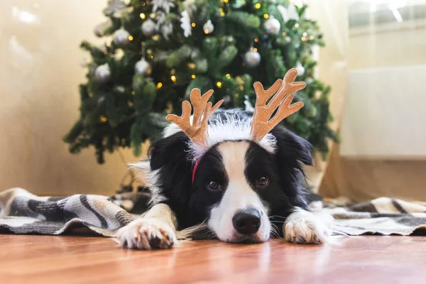Vicces portré aranyos kiskutya határ collie visel karácsonyi jelmez szarvas szarvas szarv kalap közelében karácsonyfa otthon beltéri háttér. Készülődés a nyaralásra. Boldog Karácsonyt koncepció. — Stock Fotó