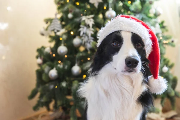 Grappig portret van schattige puppy grens collie dragen kerstmis kostuum rode Kerstman hoed in de buurt van kerstboom thuis binnenshuis achtergrond. Voorbereiding van de vakantie. Gelukkig vrolijk kerstconcept. — Stockfoto
