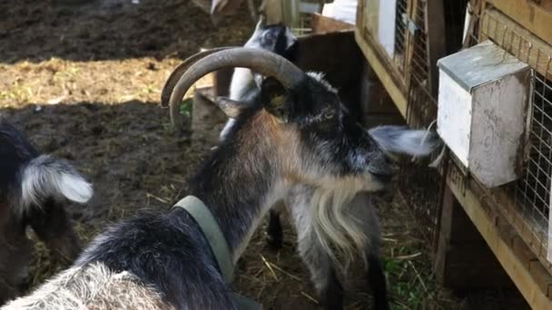 Moderní Dobytek Roztomilý Koza Relaxaci Dvoře Farmě Letním Dni Domácí — Stock video