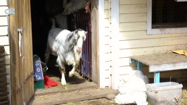 Animaux Élevage Modernes Chèvre Drôle Mignon Relaxant Dans Cour Ferme — Video