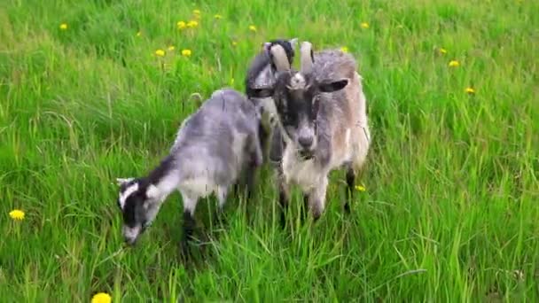 Cute Volný Výběh Koza Ekologických Přírodních Ekologických Zvířat Hospodářství Volně — Stock video