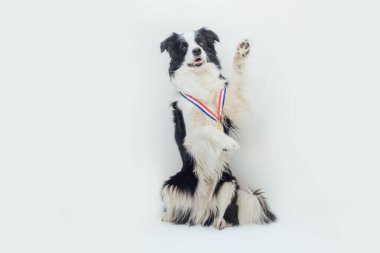 Beyaz arka planda izole edilmiş şampiyon altın kupa madalyası takan köpek çoban köpeği sınır köpeği. Şampiyon komik köpek. Yarışmanın birinciliği. Kazanma ya da başarı kavramı