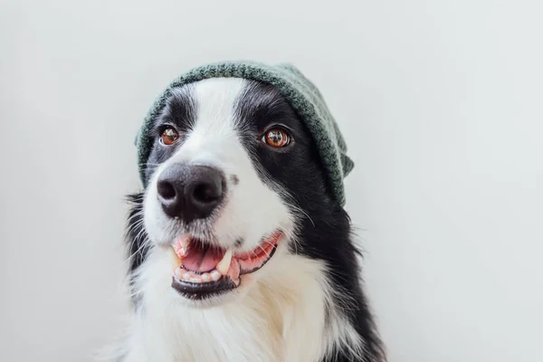Divertido Retrato Lindo Perro Sonriente Frontera Collie Con Ropa Punto — Foto de Stock