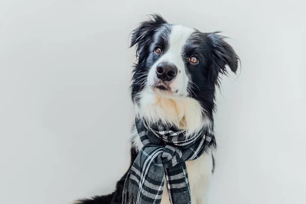 白い背景に隔離された首の周りに暖かい服のスカーフを身に着けている面白いかわいい子犬犬の国境のコリー 冬または秋の犬の肖像画 こんにちは秋です 巨大な気分冷たい天気の概念 — ストック写真