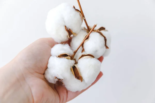 白い背景に白い綿の花を乾燥保持している女性の手 生地の柔らかさ天然有機農場アレルギーの概念 — ストック写真