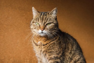 Koyu kahverengi arka planda poz veren kibirli kısa saçlı tekir kedi. Evde dinlenen küçük kedi yavrusu. Hayvan bakımı ve hayvan hayatı konsepti