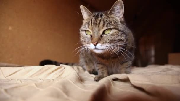 Divertido Retrato Arrogante Pelo Corto Doméstico Gato Tabby Posando Sobre — Vídeos de Stock
