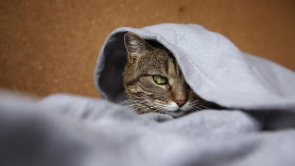 面白い傲慢な国内のタクシー猫ソファの上に屋内でプレイ下に横たわっている 寒い秋の冬の天候で毛布の下に暖かく隠れている家で休んで子猫 ペット動物の生活巨大な気分の概念 — ストック動画