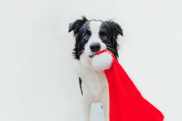 Grappig Portret Van Schattige Glimlachende Puppy Grens Collie Met Kerstmis — Stockfoto