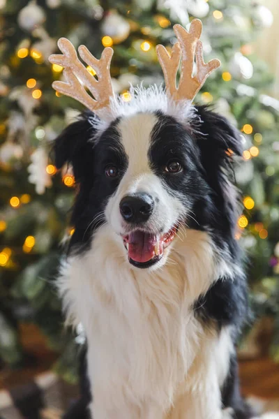 Divertente Ritratto Simpatico Cucciolo Cane Confine Collie Indossare Costume Natale — Foto Stock