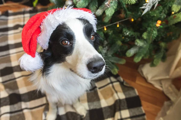 크리스마스 복장을 산타클로스 모자를 강아지 국경에 귀여운 강아지의 배경에 크리스마스 — 스톡 사진