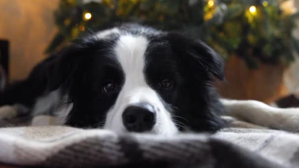 Retrato engraçado de cachorro bonito cão fronteira collie perto da árvore de Natal em casa dentro de casa. Preparação para férias. Feliz conceito de Feliz Natal. — Vídeo de Stock