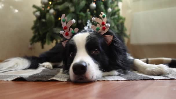 Funny portrait of cute puppy dog border collie wearing Christmas costume deer horns hat near christmas tree at home indoors background. Preparation for holiday. Happy Merry Christmas concept. — Stock Video
