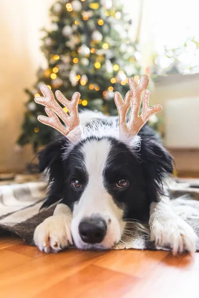 Vicces Portré Aranyos Kiskutya Határ Collie Visel Karácsonyi Jelmez Szarvas — Stock Fotó