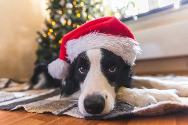 Divertido Retrato Lindo Perro Collie Frontera Con Vestido Navidad Rojo —  Fotos de Stock