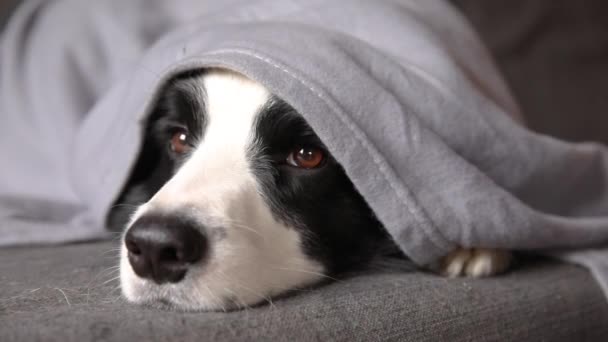 Cachorro engraçado fronteira cão collie deitado no sofá sob xadrez dentro de casa. Pequeno cão de estimação em casa mantendo-se quente escondido sob cobertor no outono frio inverno inverno tempo. Vida animal de estimação Hygge conceito de humor. — Vídeo de Stock