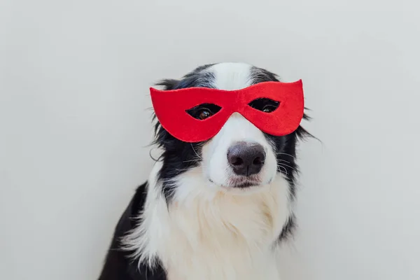 Funny Portrait Cute Dog Border Collie Superhero Costume Isolated White — Stock Photo, Image