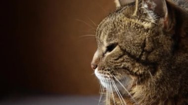 Koyu kahverengi arka planda poz veren kibirli kısa saçlı tekir kedi. Evde dinlenen küçük kedi yavrusu. Hayvan bakımı ve hayvan hayatı konsepti.