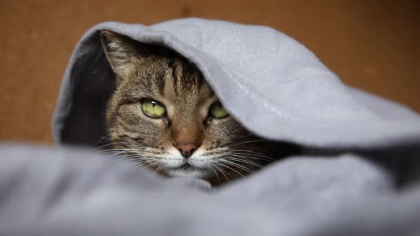 Смішний зарозумілий домашній кіт таббі лежить на дивані під плед в приміщенні. Кошеня відпочиває вдома, зберігаючи тепло під ковдрою в холодну осінню зимову погоду. Життя домашніх тварин концепція настрою Гігге . — стокове відео