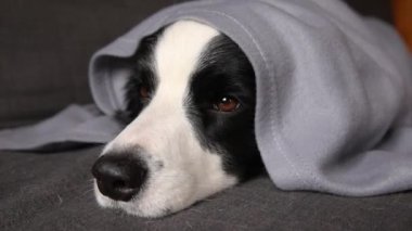 Komik köpek yavrusu, içeride kareli kanepenin altında yatan çoban köpeği. Soğuk sonbahar kış havasında battaniyenin altında saklanan küçük evcil köpek. Hayvan hayatı. Ruh hali konsepti..