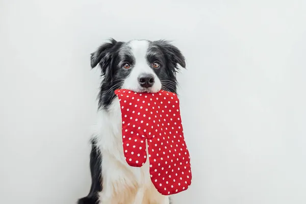 Funny Cute Puppy Dog Border Collie Holding Kitchen Pot Holder — Stock Photo, Image