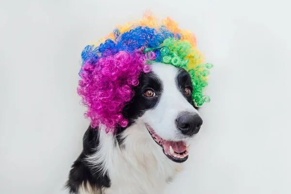 白い背景に隔離されたカラフルな巻きピエロのウィッグを身に着けている面白い顔の境界線のコリーを持つかわいい子犬の犬 カーニバルやハロウィンパーティーでピエロの衣装で面白い犬の肖像画 サーカスのペット犬 — ストック写真