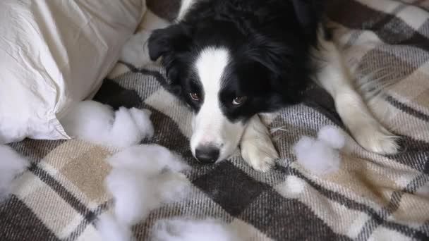 Naughty playful puppy dog border collie after mischief biting pillow lying on couch at home. Guilty dog and destroyed living room. Damage messy home and puppy with funny guilty look. — Stock Video