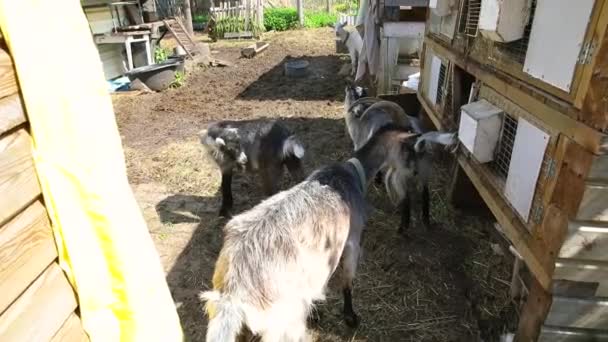 Moderní dobytek. Roztomilý koza relaxaci na dvoře na farmě v letním dni. Domácí kozy pasoucí se na pastvinách a žvýkání, venkov. Kozy v přírodní ekologické farmě pěstování dát sýr