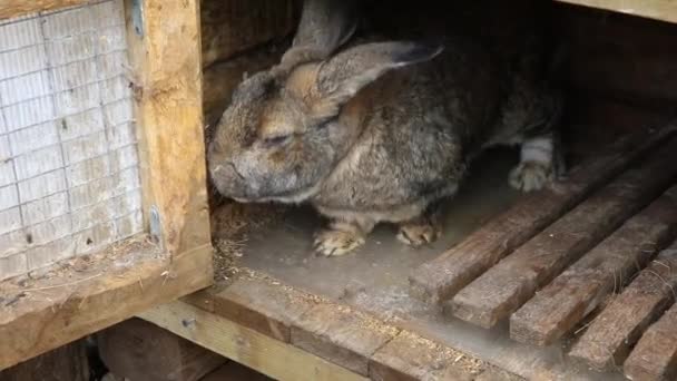 Small feeding brown rabbit in rabbit-hutch on animal farm, barn ranch background. Bunny in hutch on natural eco farm. Modern animal livestock and ecological farming concept. — Stock Video