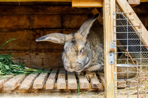 Small feeding brown rabbit chewing grass in rabbit-hutch on animal farm, barn ranch background. Bunny in hutch on natural eco farm. Modern animal livestock and ecological farming concept.