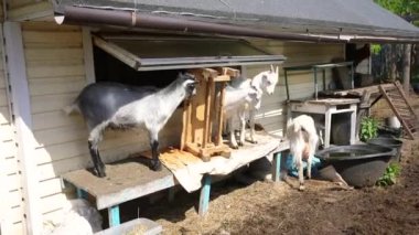 Hayvanat bahçesinde özgürce otlayan organik doğal eko hayvan çiftliğinde tatlı keçi çiftliği. Evcil keçi çayırda otluyor. Modern hayvan çiftliği, ekolojik tarım. Hayvan Hakları.